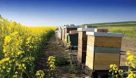 تولید ۲۰۰ تن عسل در مرودشت