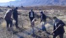 اصلاح باغ های دیم در اراضی شیبدار مرودشت