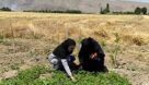 تولید سبزیجات سالم توسط بانوان روستایی در مرودشت