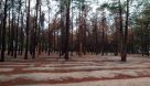 درختان کاج، جایگزین درختان از کارافتاده محوطه پایگاه جهانی تخت جمشید
