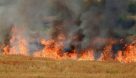 رئیس مرکز جهاد کشاورزی سیدان: آتش سوزی در مزارع گندم در سیدان مرودشت مهار شد
