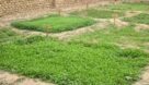 ۸ باغچه محصولات سالم ویژه زنان روستایی درمرودشت ایجاد شد